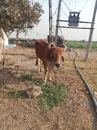 થંબનેલ 2