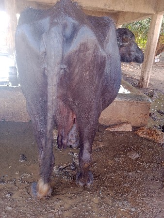 ભેસ વેચવા ની છે