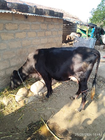 थंबनेल 3