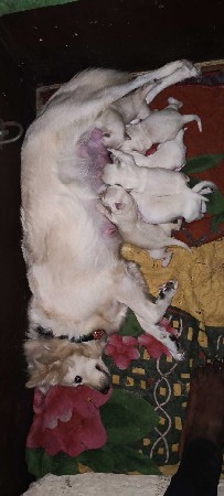 પોમેરીયન બચા