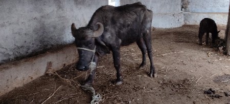 khadeli vechvani che