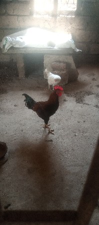 મરઘો દેવાનો છે