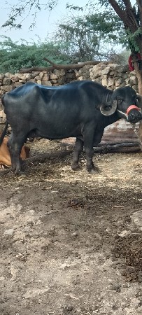 થંબનેલ 2