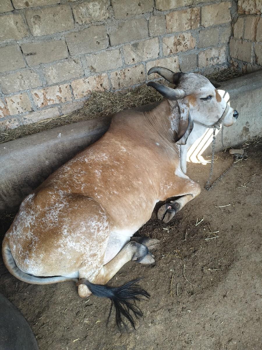 થંબનેલ 3