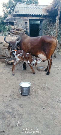 थंबनेल 6