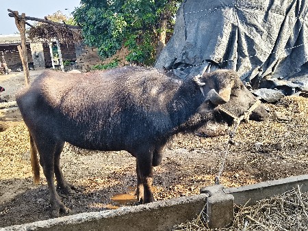 થંબનેલ 3