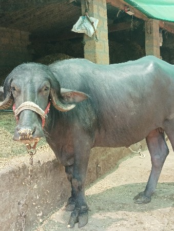 ભેંસ વેચવાની છે