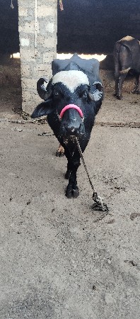 બિજુ વેતર છે.