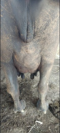 તીજુ વેતર વીયાસે