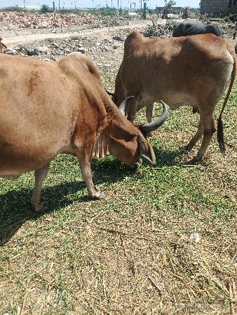 કાંકરેજ ગાય છે