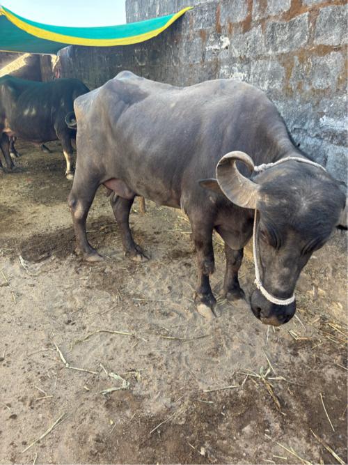 ભેંસ વેચવા ની છે