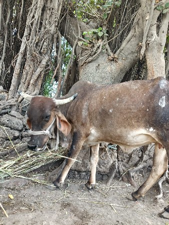 ગાય વેચવાની છે