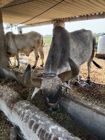 થંબનેલ 2