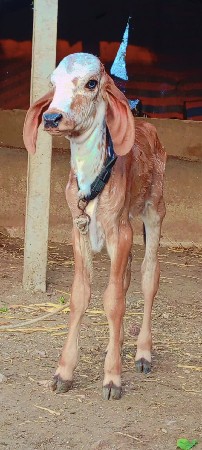 થંબનેલ 3