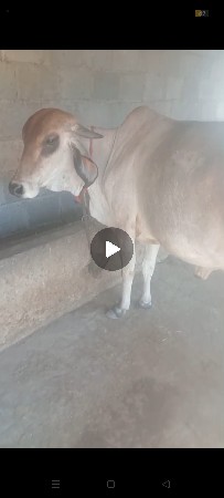 थंबनेल 3