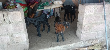 थंबनेल 2