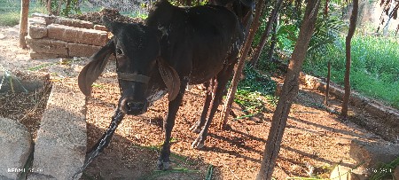 2thi2.5 વર્ષ ની વાંસળી છે