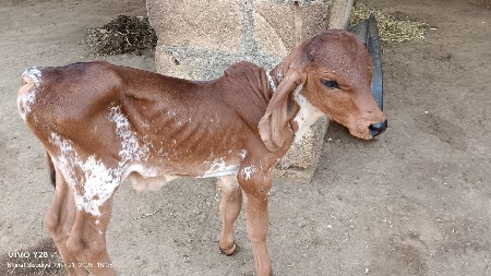 थंबनेल 3