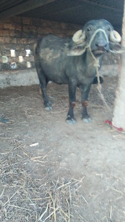 थंबनेल 3