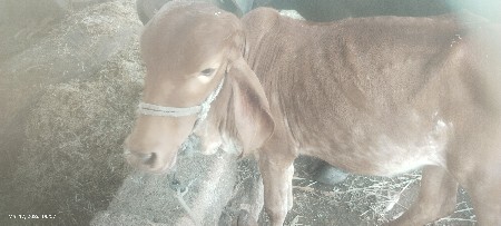 સોન કપીલા વાછડી વેચવાની છે