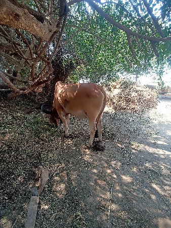 थंबनेल 2