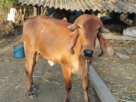 थंबनेल 4