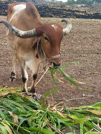 ₹25,000 કિંમત બે વાવણી આપેલા બધું