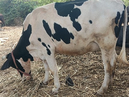 थंबनेल 2