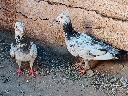 થંબનેલ 3