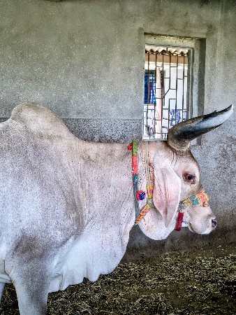 વઢિયારી ગાય વેચવાની છે