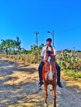 આ ઘોડી વેચ વિ છે