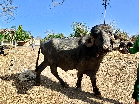 થંબનેલ 3