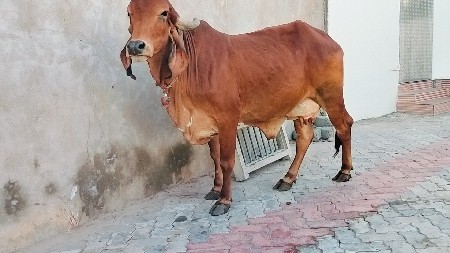 લાલ કલરની ગાય આપવાની છે વ્યાજબી ભાવ