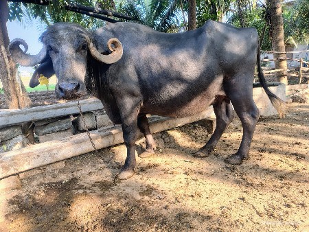 थंबनेल 2