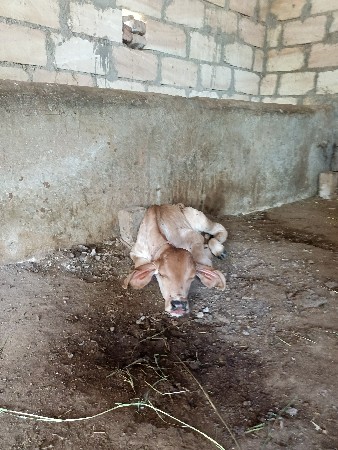 थंबनेल 2