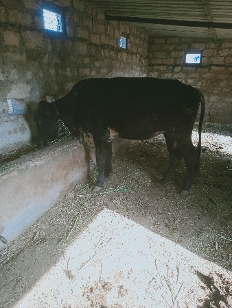 થંબનેલ 3