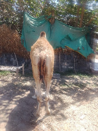 ઊંટ વેચવાનું છે
