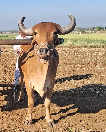 थंबनेल 2