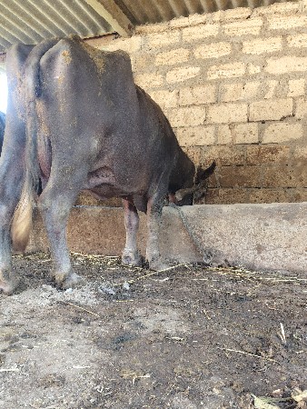 ભેંસ વેચવાની છે