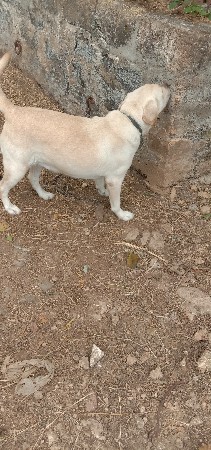 લેબરા કુતરી વેચવાની છે