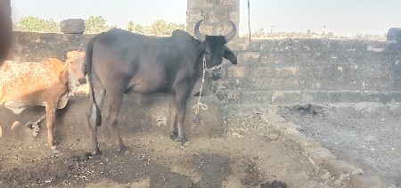 થંબનેલ 2