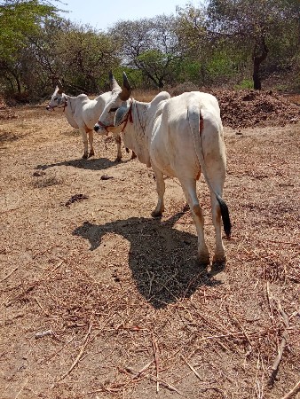 બળદ વેચવાના છે