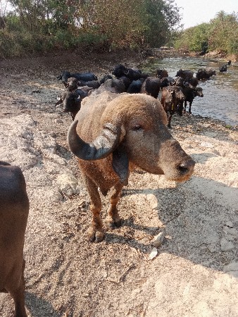 પાડો વેંચવાનો છે.