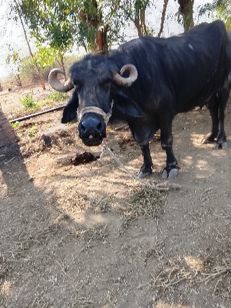 थंबनेल 3