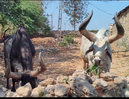 બળદ વેસના ના છે