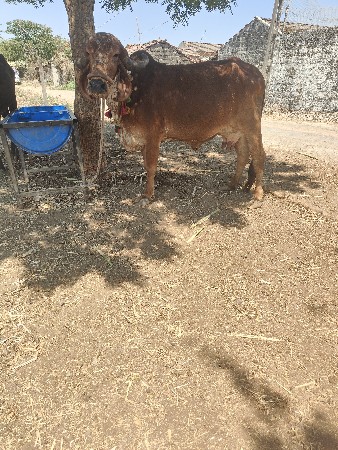 થંબનેલ 4