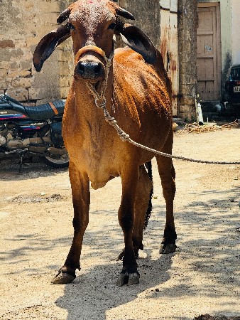 જર્સી હોડકી વેચવાની છે