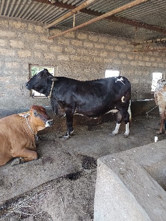 ગાય વેચવાની છે