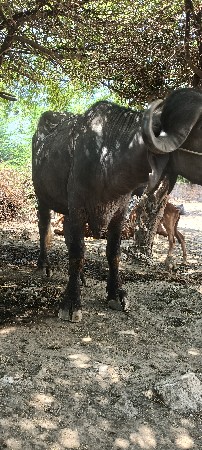 ત્રણ મહિનાનો ફૂટી ગયેલ પાડો વેચવાનો