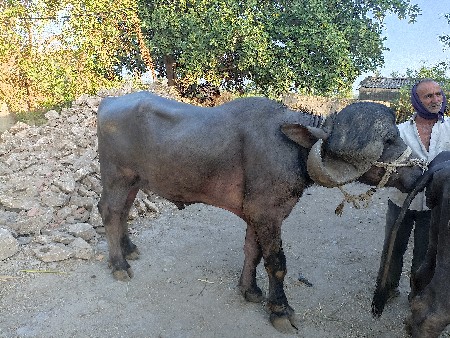 પાડો વેસવાનો છે